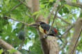 /album/en-pantanal-mt/a1048271-445292425565917-875526971-o-ara%c3%a7ari-jpg1/